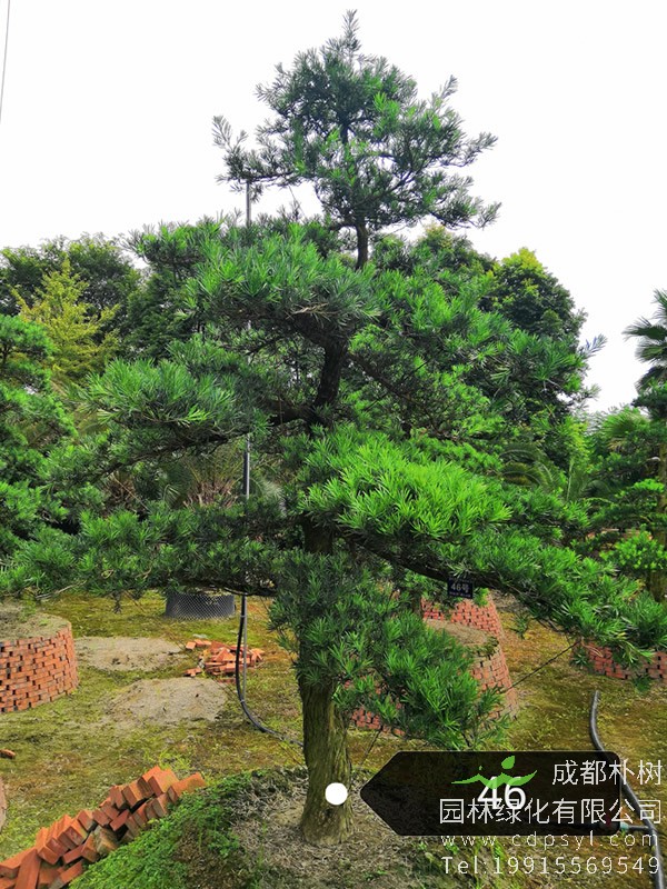 银杉图片大全，银杉图片和罗汉松图片欣赏